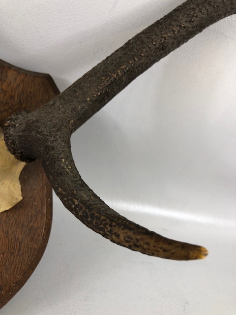 Taxidermy Sporting interest, a pair of dear antlers mounted on a shield with a plaque CULACHY 4th - Image 3 of 5