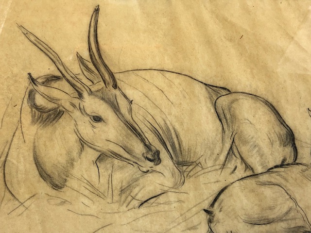 Pencil study titled 'Eland Antelope S. Africa', signed M. Wells, approx 43cm x 31cm - Image 5 of 5