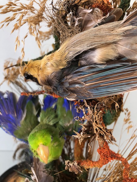 Taxidermy: collection of three Taxidermy small birds in a Naturalistic setting amongst dried grass - Image 9 of 12