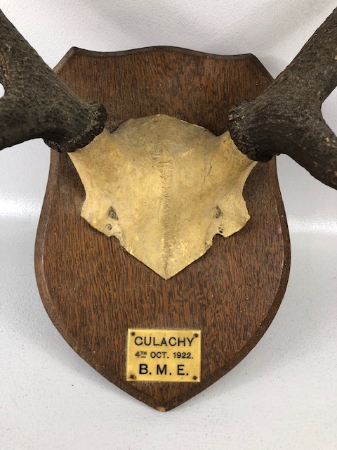 Taxidermy Sporting interest, a pair of dear antlers mounted on a shield with a plaque CULACHY 4th - Image 2 of 5