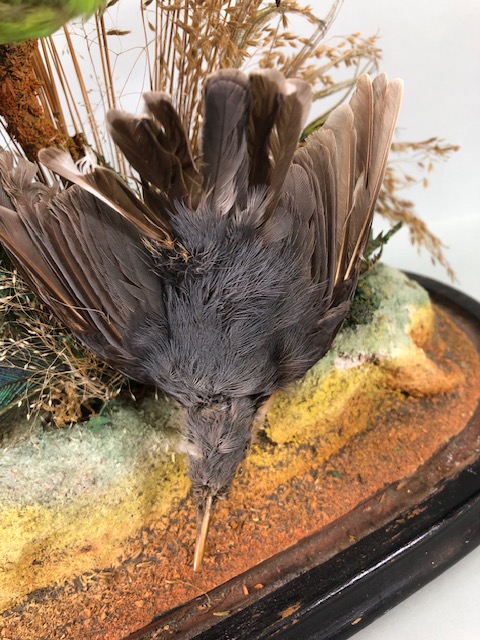 Taxidermy: collection of three Taxidermy small birds in a Naturalistic setting amongst dried grass - Image 6 of 12