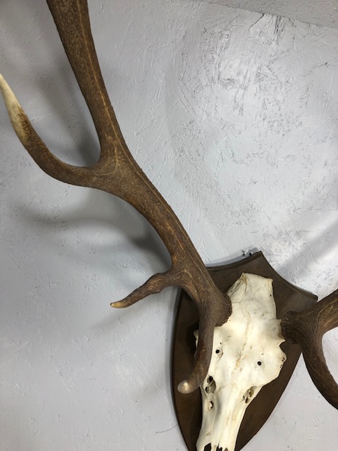 Taxidermy interest, large set of deer antlers and skull mounted on a wooden shield - Image 4 of 11