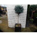 1 REALISTIC ARTIFICIAL PLANT IN PLANTER RRP Â£149