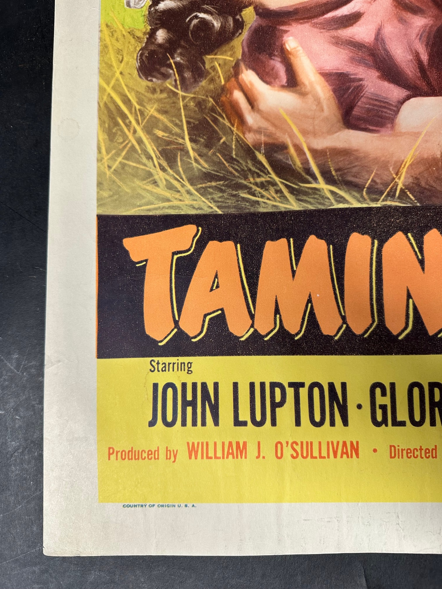 An original USAVariety Production film poster for Taming Sutton's Gal starring John Lupton, Gloria - Image 4 of 13