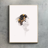 Ben Rothery Bufftail Bumblebees Print - A3 RRP 35