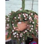 2x Felted Wool Mistletoe Wreath - Large - New. (DR622)