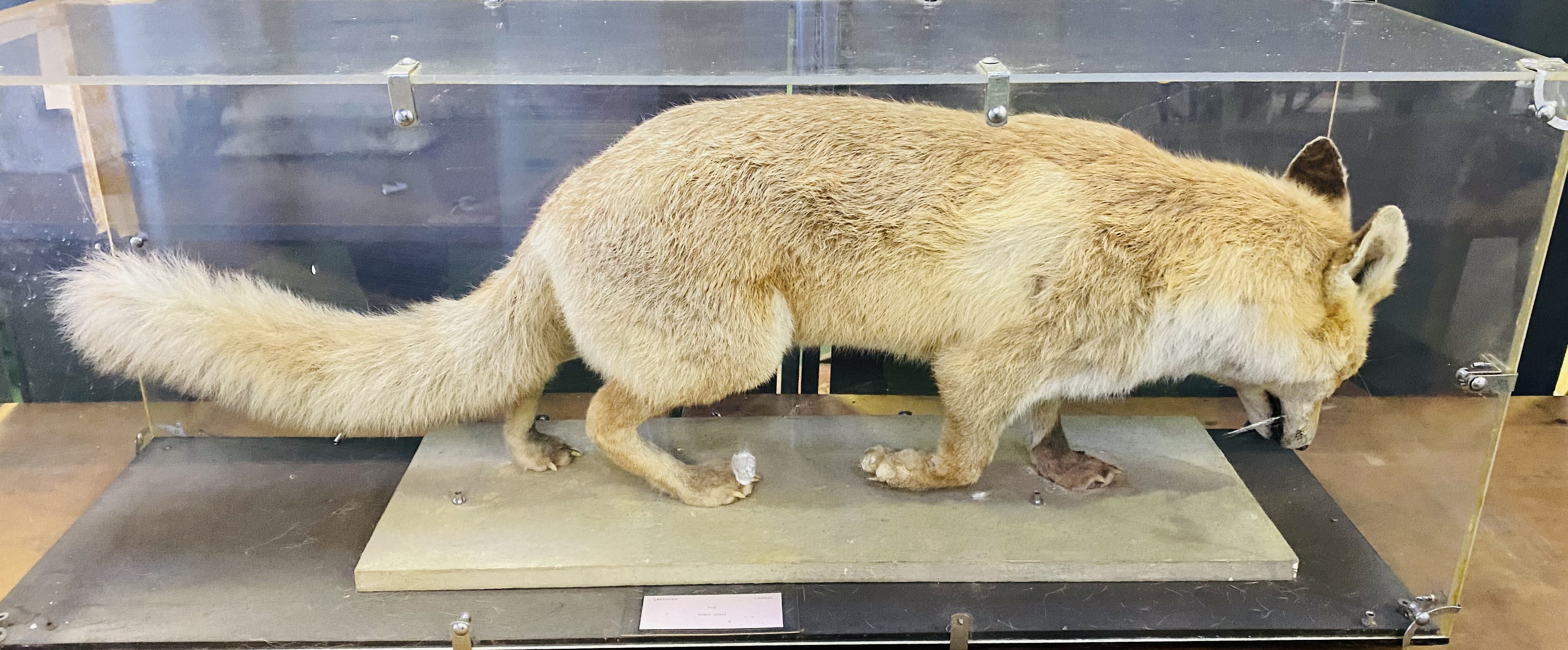 Taxidermy fox