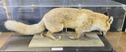 Taxidermy fox