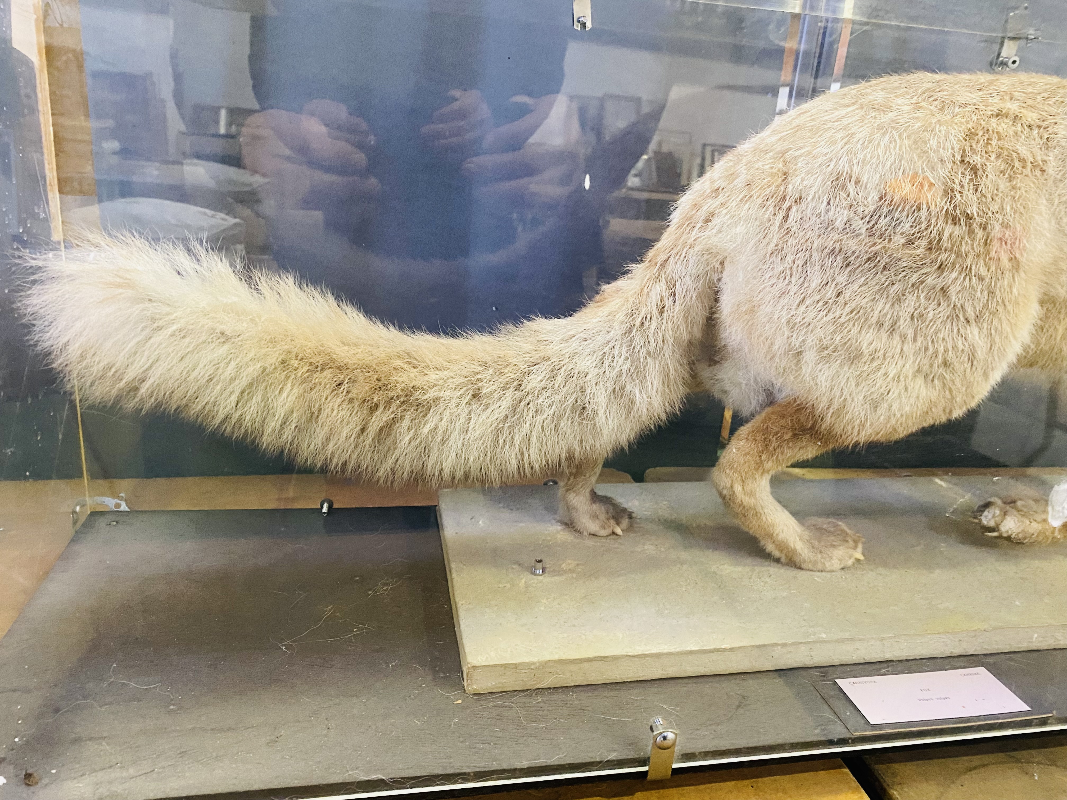 Taxidermy fox - Image 5 of 5