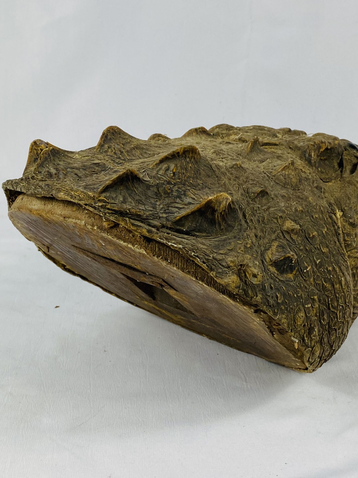 Wall mounted taxidermy crocodile head. CITIES REGULATIONS APPLY TO THIS LOT - Image 4 of 4