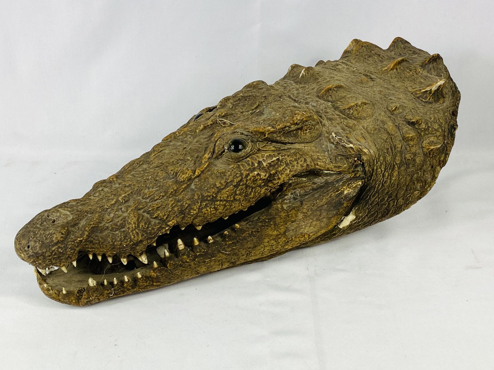 Wall mounted taxidermy crocodile head. CITIES REGULATIONS APPLY TO THIS LOT
