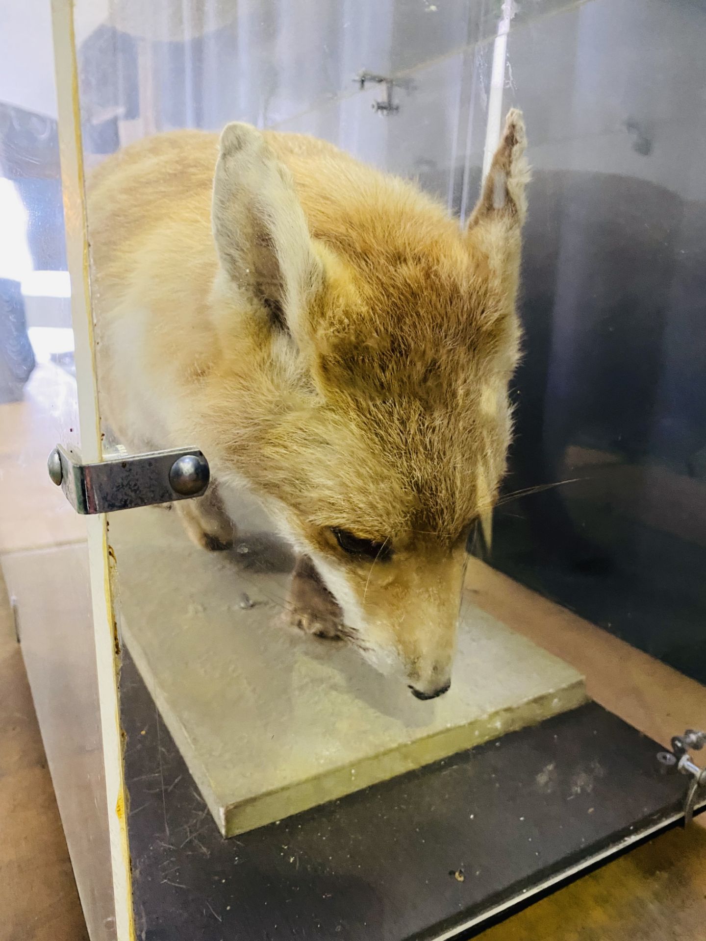 Taxidermy fox - Image 3 of 5