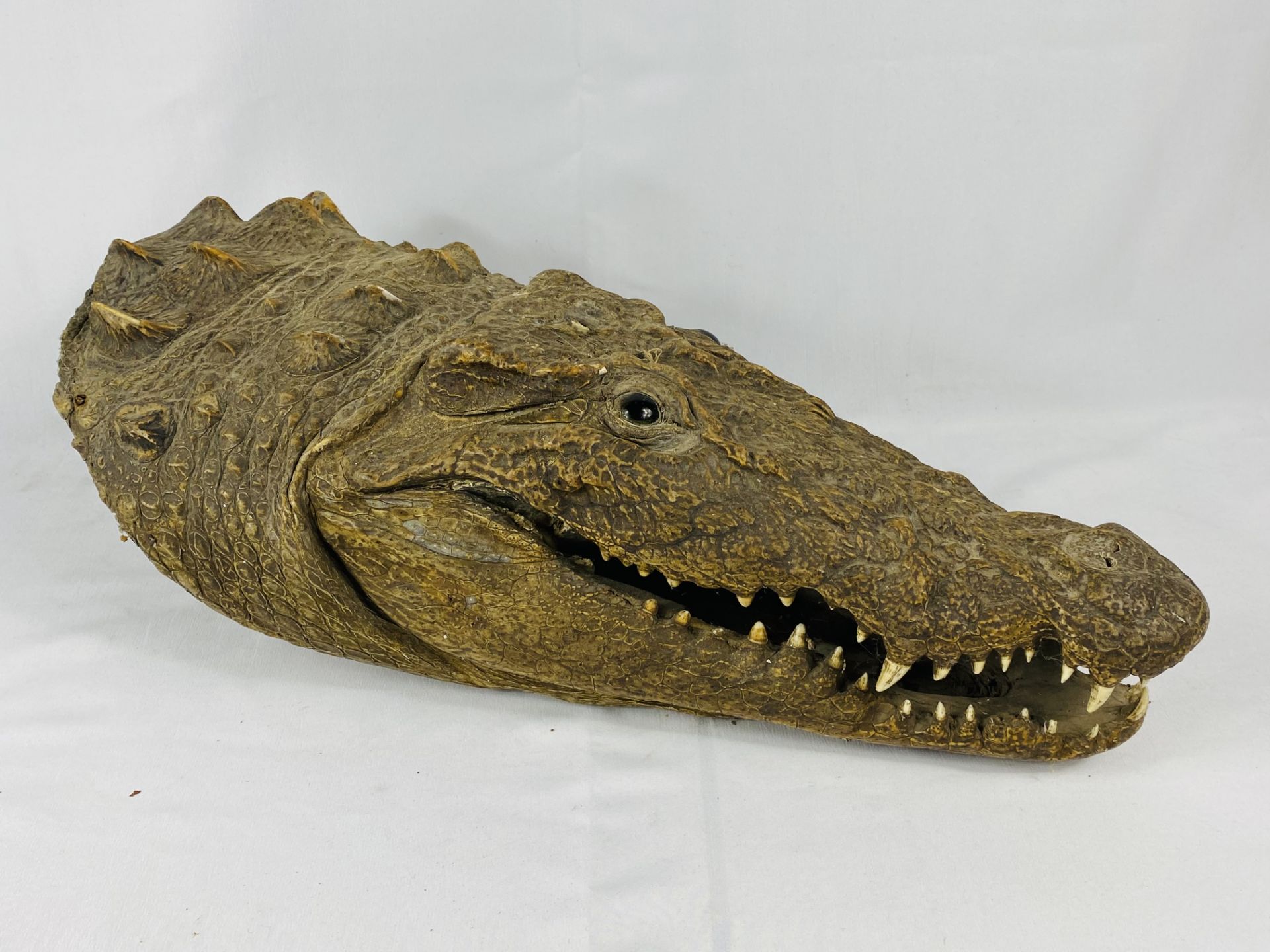 Wall mounted taxidermy crocodile head. CITIES REGULATIONS APPLY TO THIS LOT - Image 3 of 4
