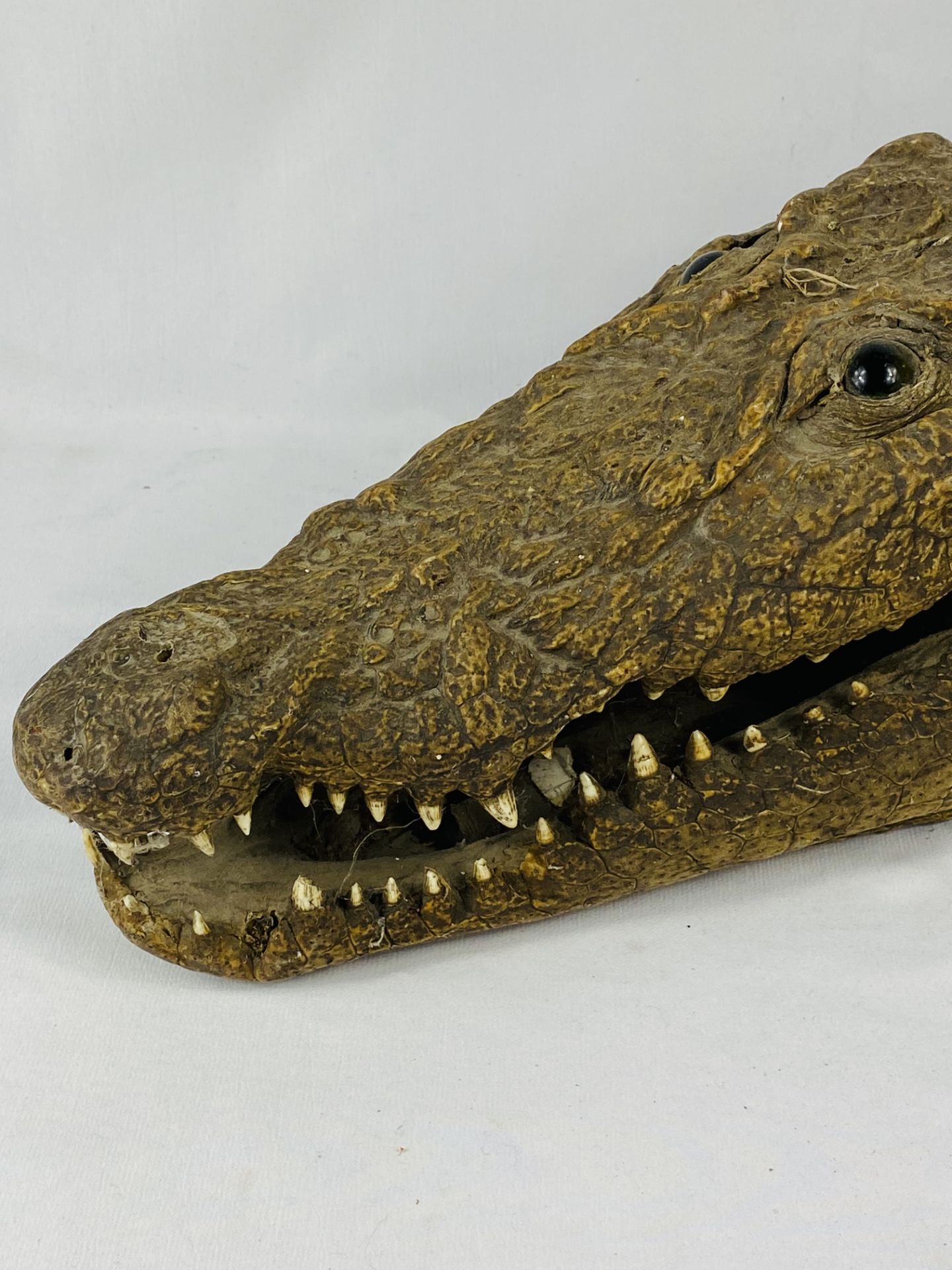 Wall mounted taxidermy crocodile head. CITIES REGULATIONS APPLY TO THIS LOT - Image 2 of 4