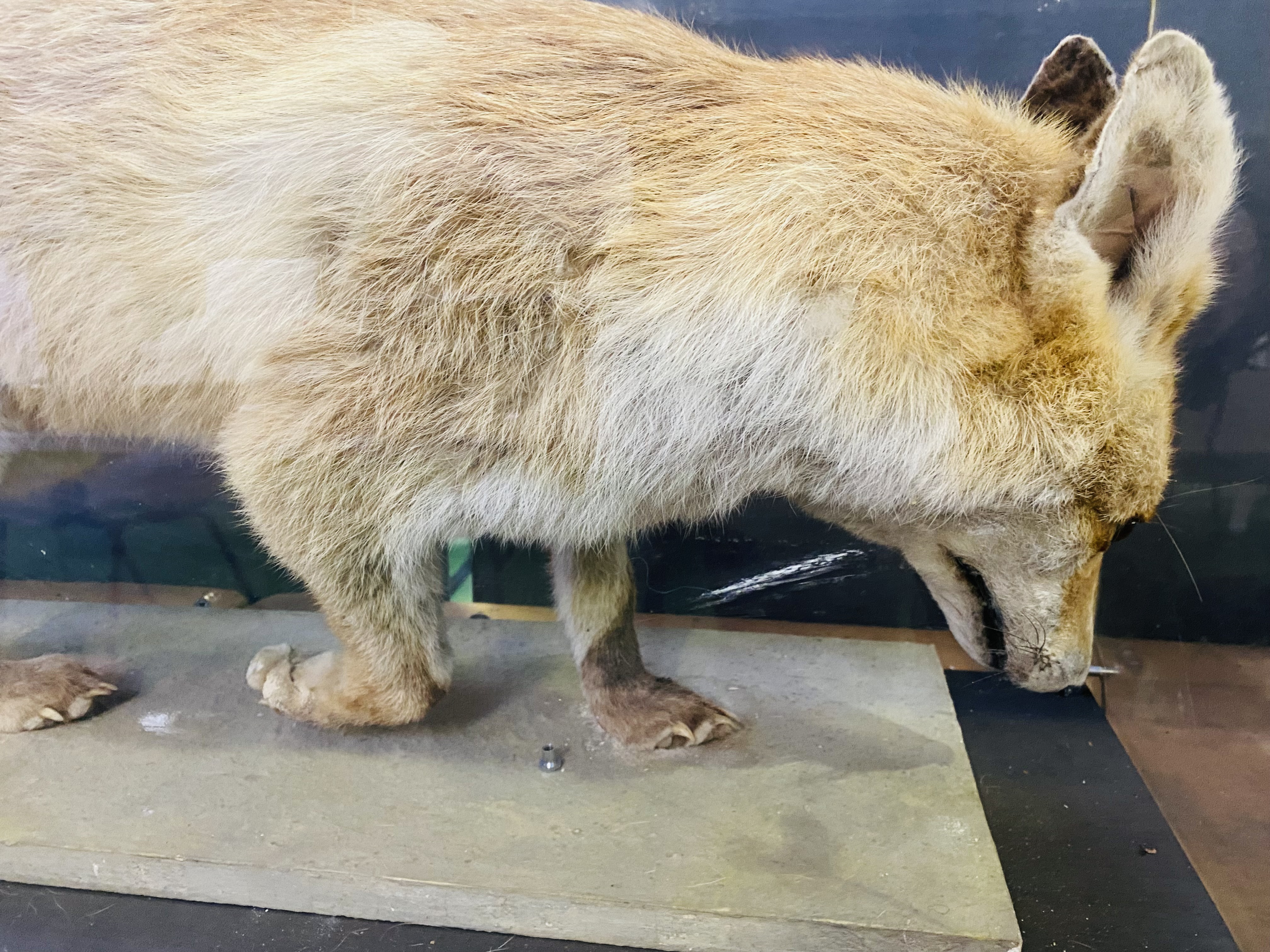 Taxidermy fox - Image 4 of 5