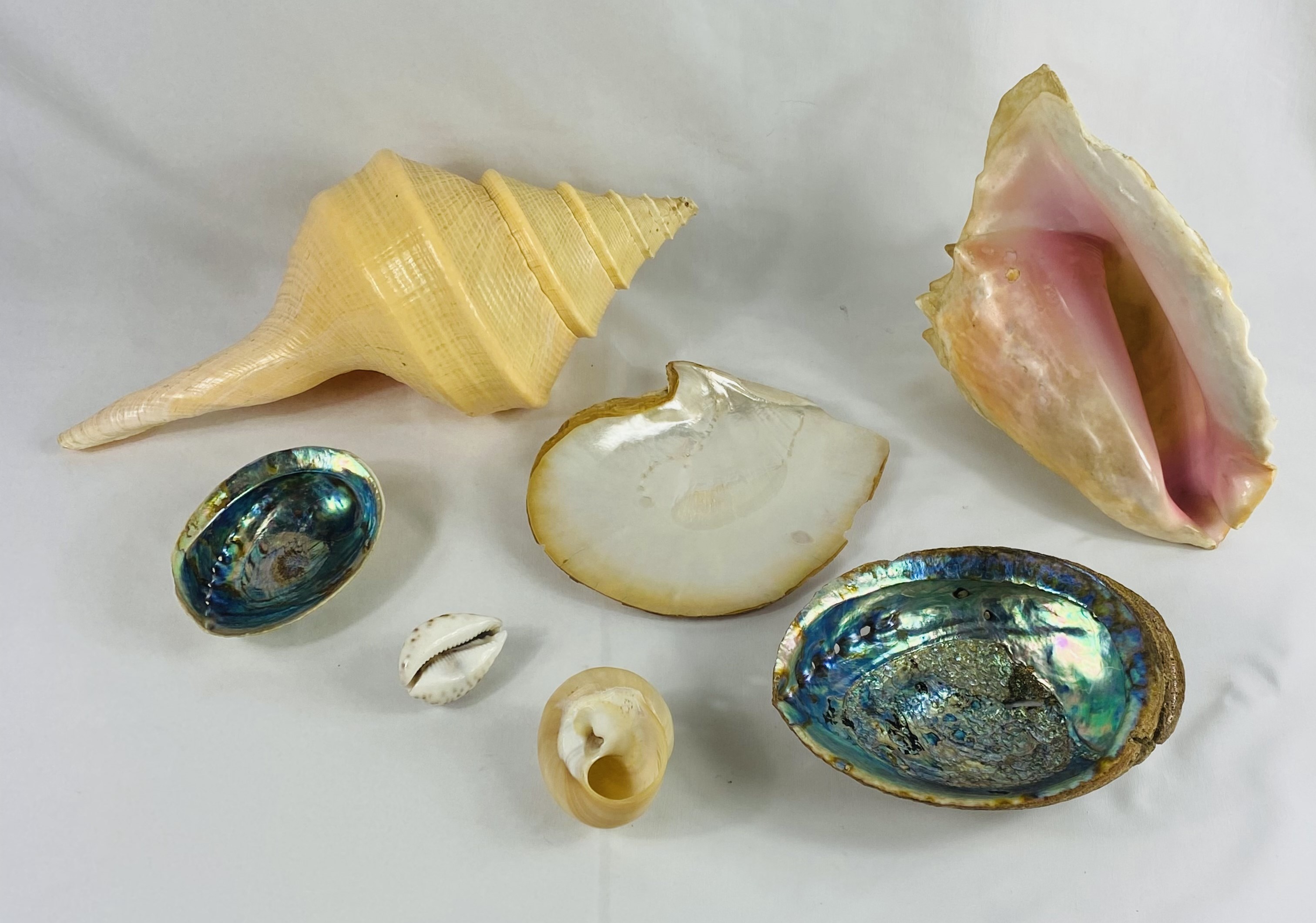 A collection of shells