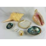 A collection of shells