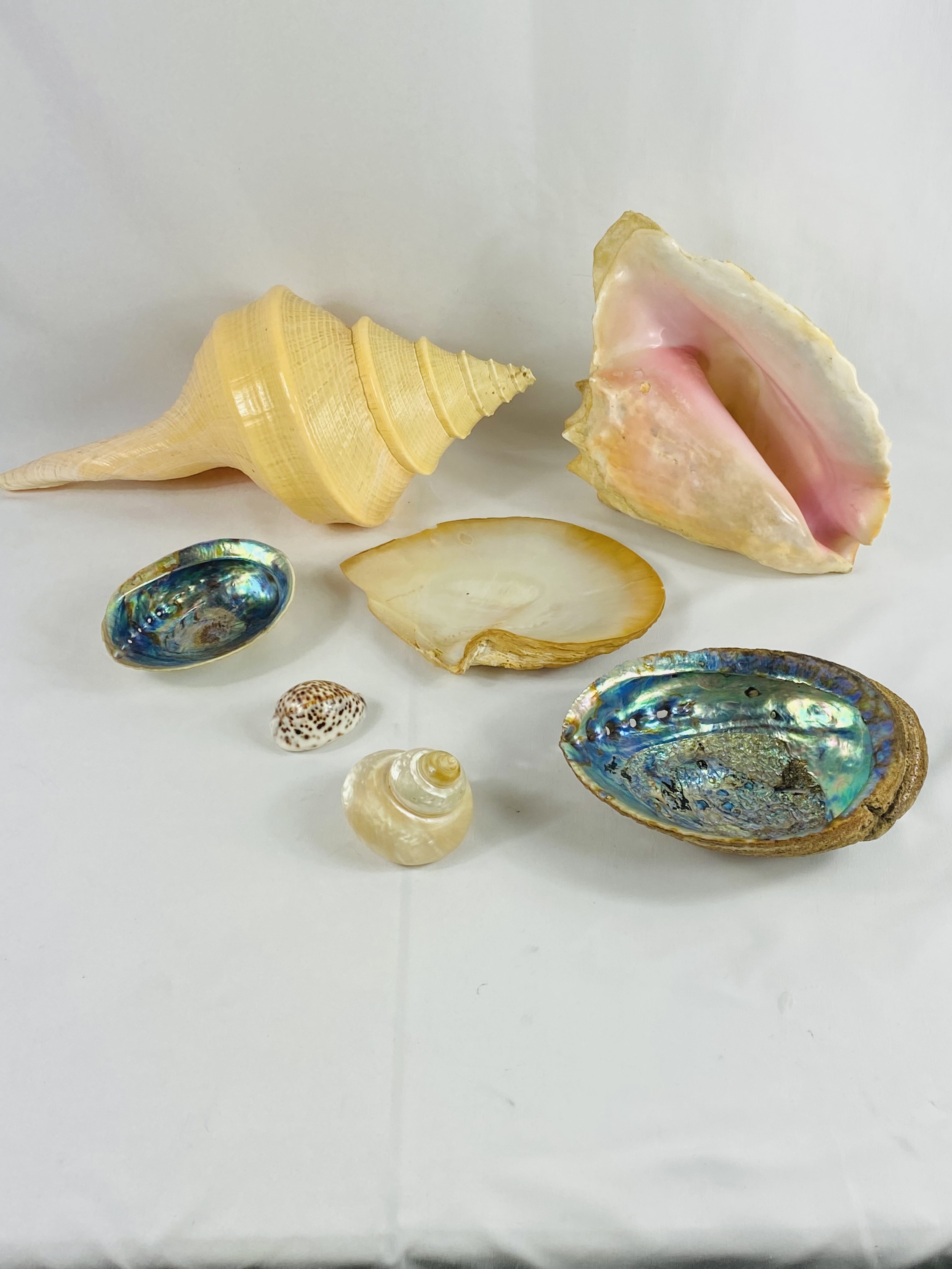 A collection of shells - Image 2 of 4