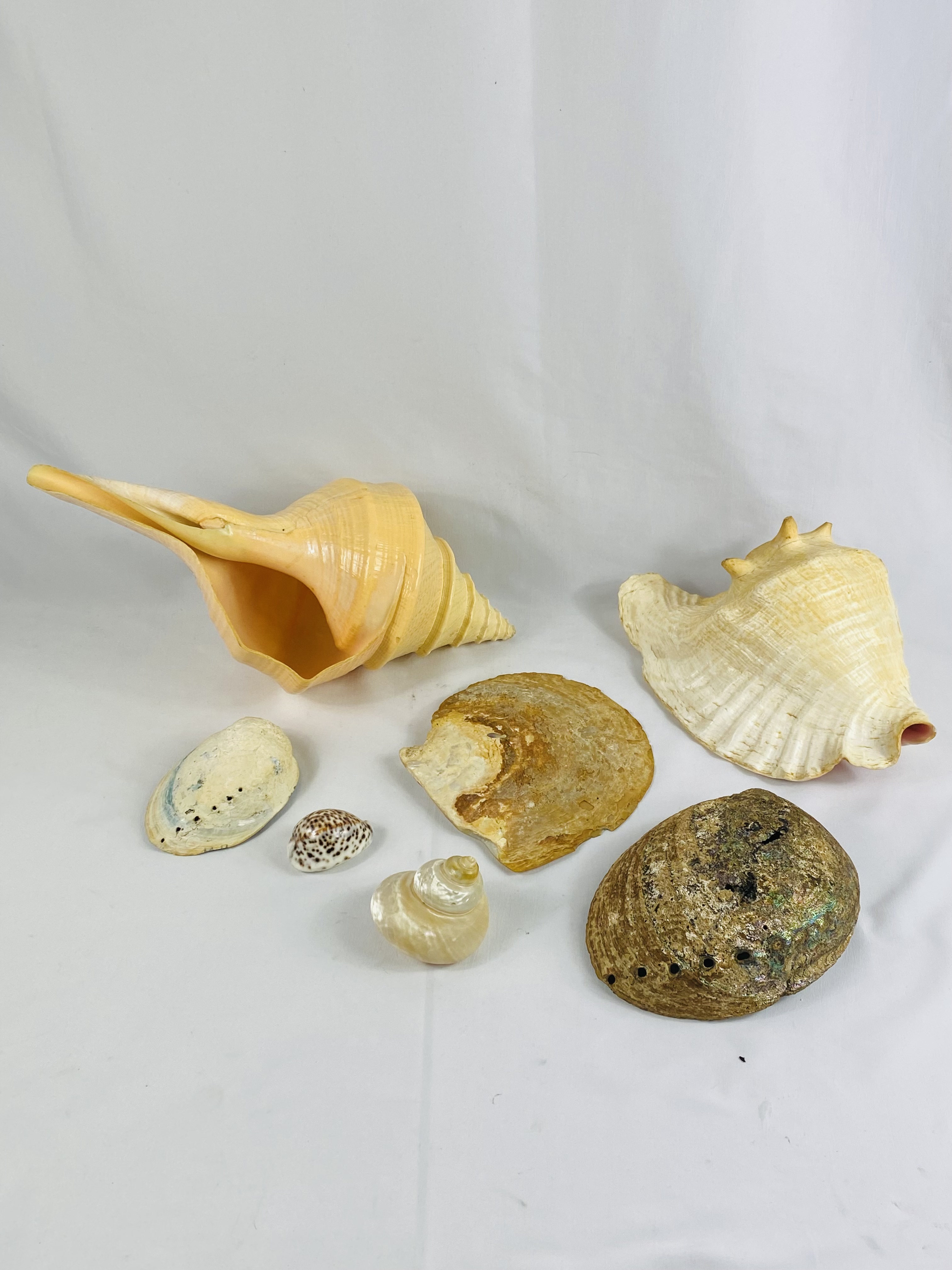 A collection of shells - Image 4 of 4