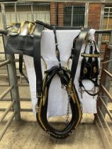 Set of show harness