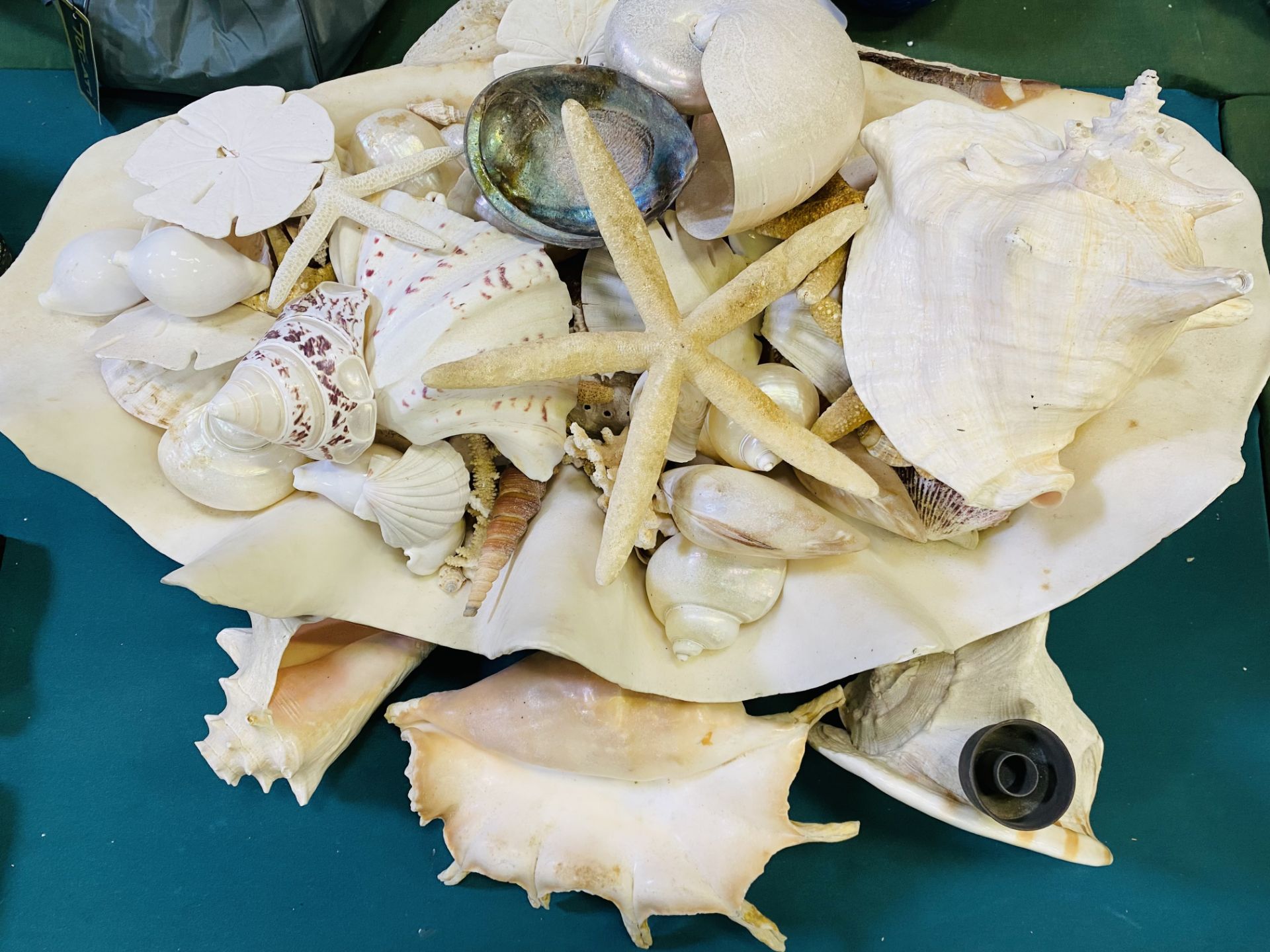 Large clam shell filled with shells - Image 2 of 4
