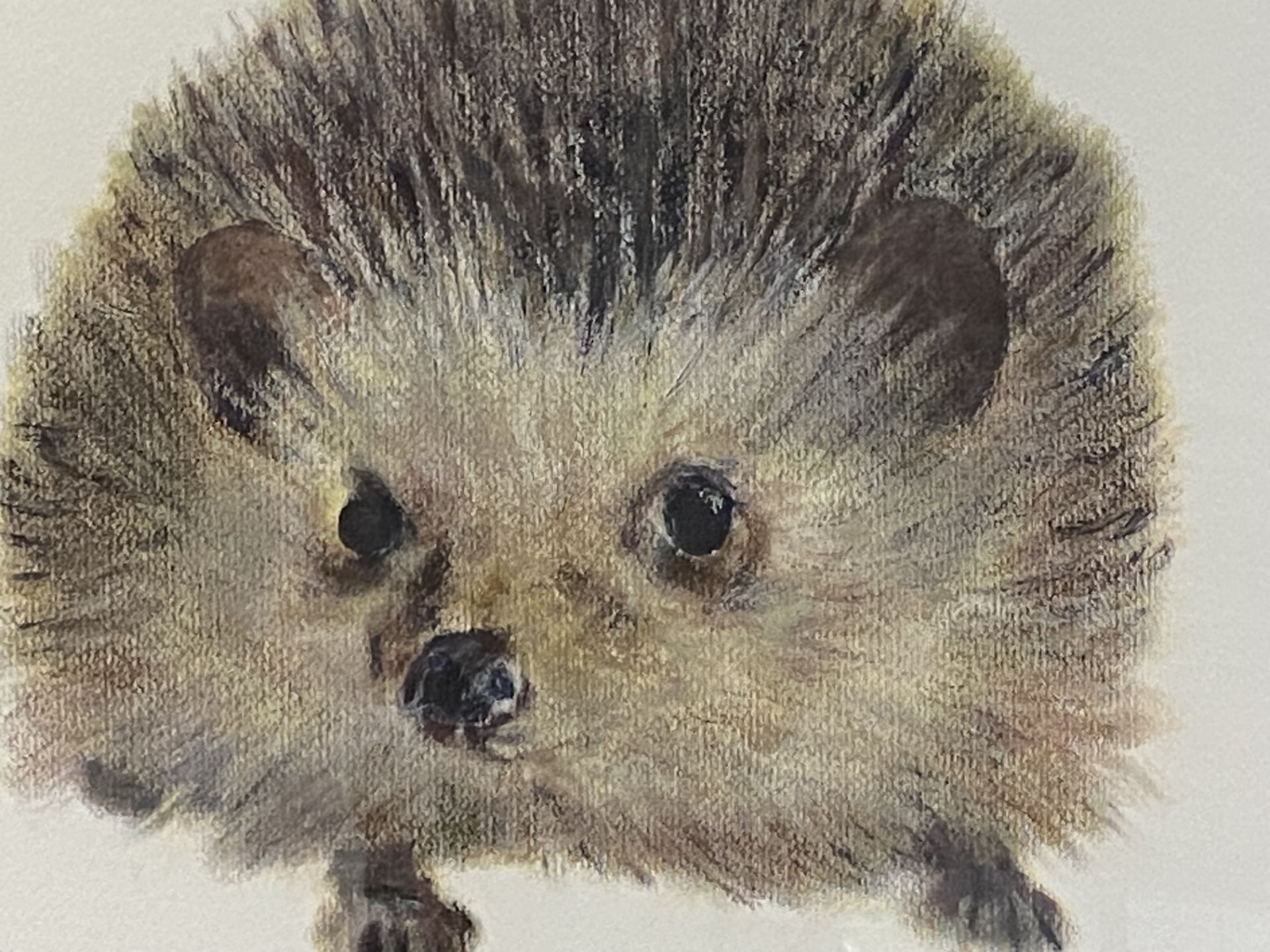 Framed and glazed pastel drawing of a hedgehog, signed Gill Meager - Image 3 of 4