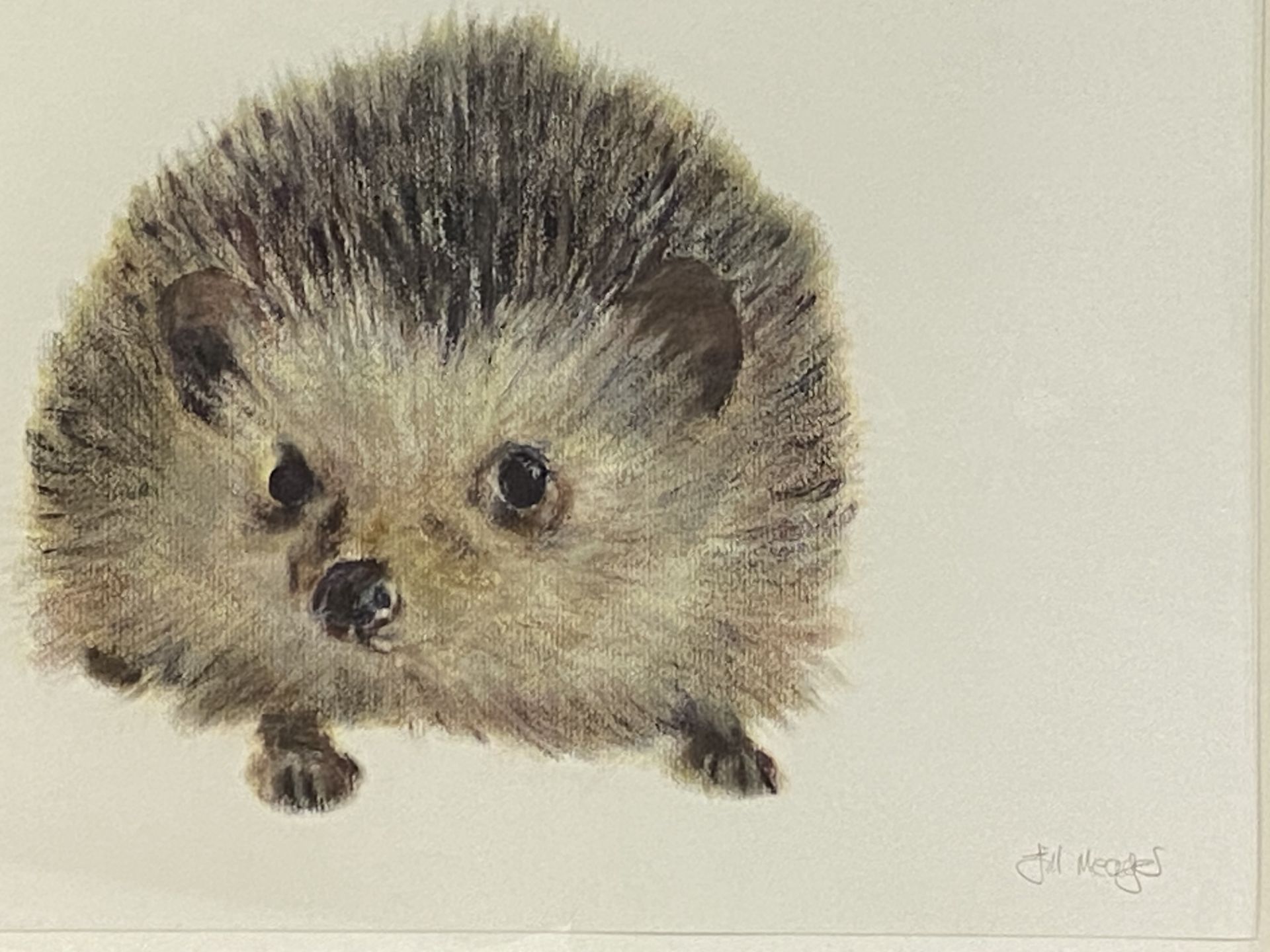 Framed and glazed pastel drawing of a hedgehog, signed Gill Meager