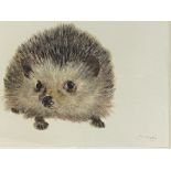 Framed and glazed pastel drawing of a hedgehog, signed Gill Meager