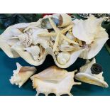 Large clam shell filled with shells