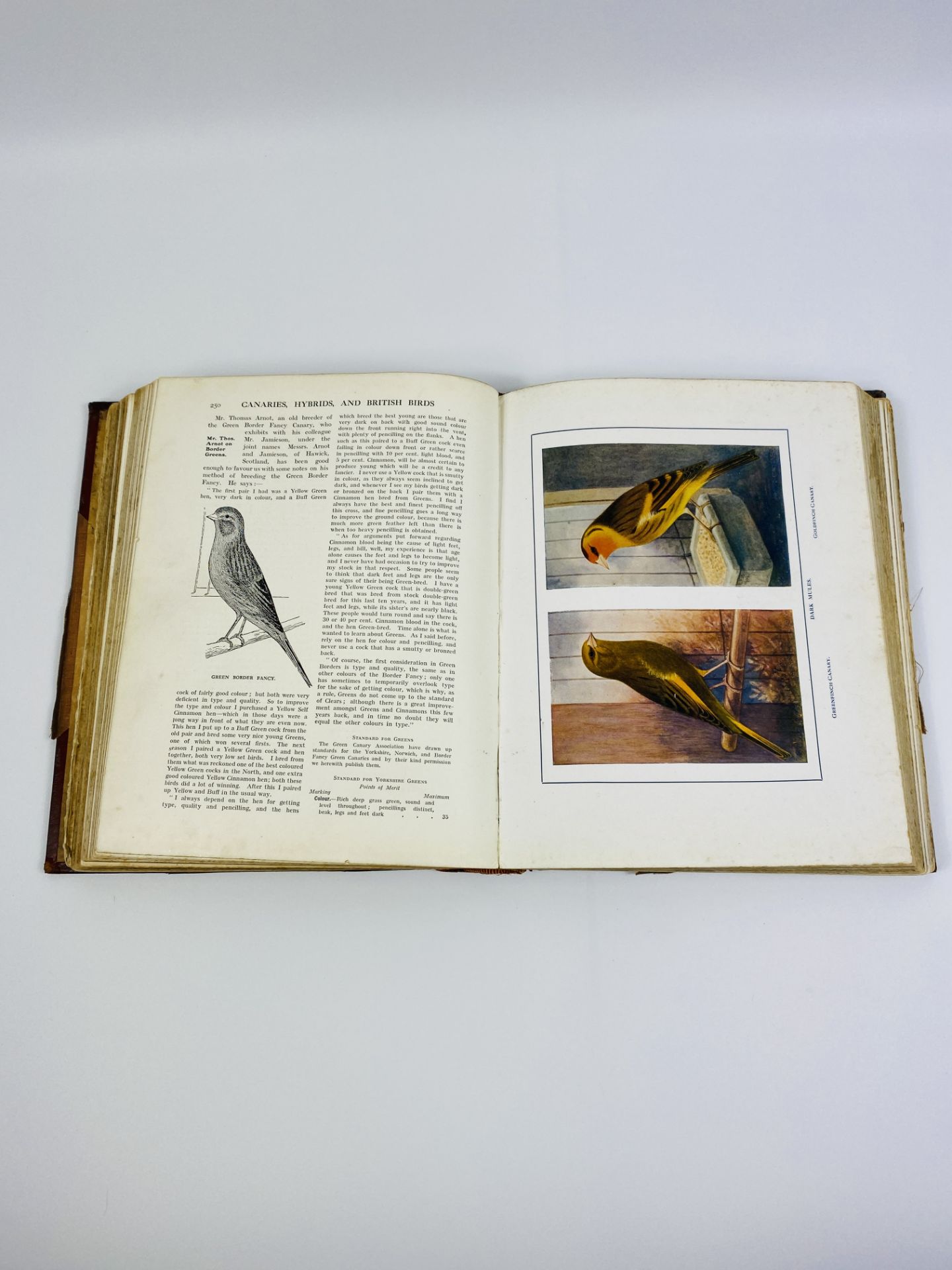 Canaries, Hybrids and British birds by John Robson - Image 5 of 6