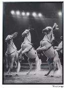 1 x Designer Brand Framed Black & White Image of Plumed Circus Horses - Original Price £119.00