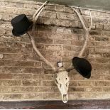 1 x Genuine Full-size Stag Skull Wall Decoration - CL909 - Location: London, W1U