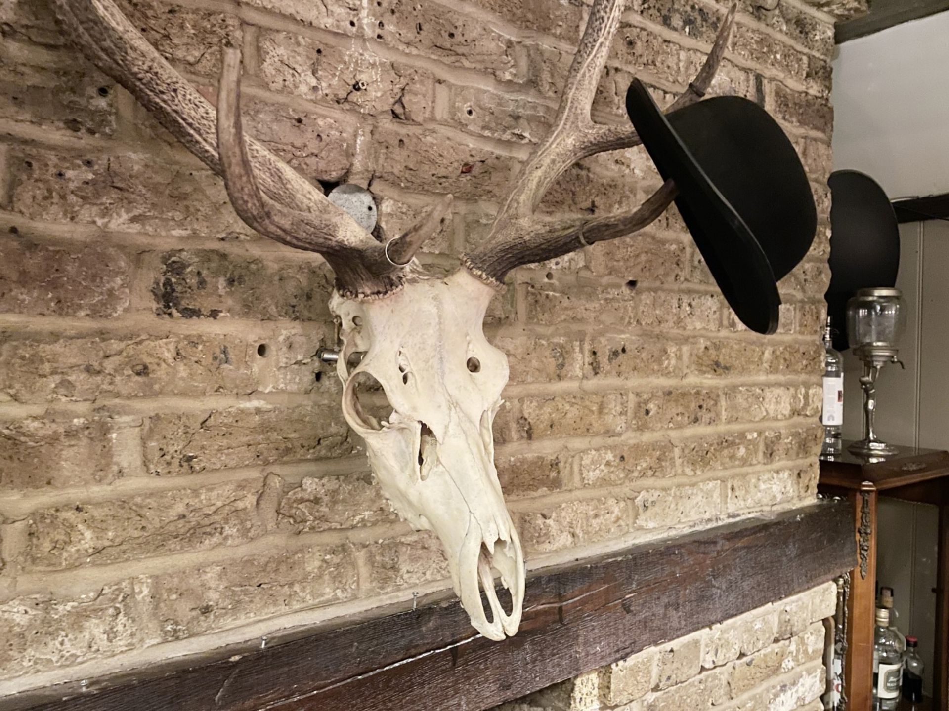 1 x Genuine Full-size Stag Skull Wall Decoration - CL909 - Location: London, W1U - Image 2 of 11