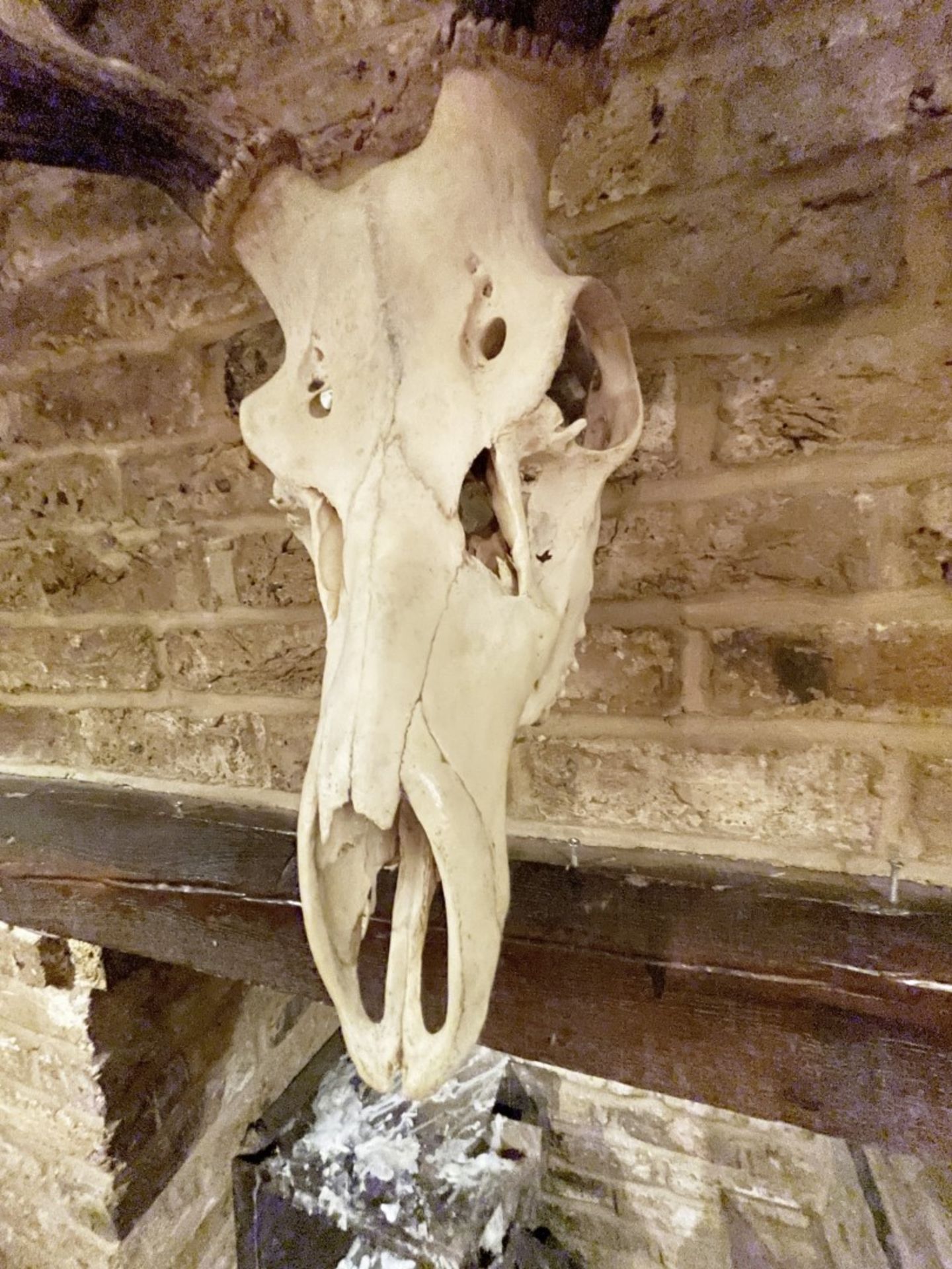 1 x Genuine Full-size Stag Skull Wall Decoration - CL909 - Location: London, W1U - Image 4 of 11