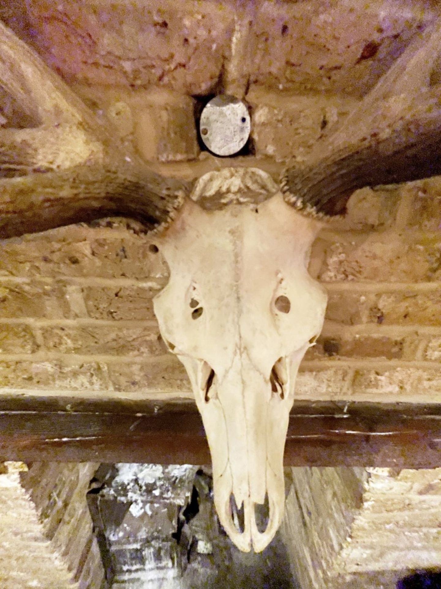 1 x Genuine Full-size Stag Skull Wall Decoration - CL909 - Location: London, W1U - Image 5 of 11