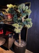 1 x Artificial Japanese Bonsai Tree - Stands Over 6.5ft Tall