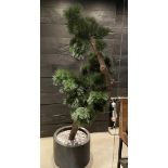 1 x Artificial Japanese Bonsai Tree with a Black 40 x 65cm Base - Stands Over 6.5ft Tall