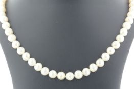 18 Inch Freshwater Cultured 7.0 - 7.5mm Pearl Necklace With Gold Plated Clasp - Valued By AGI £270.