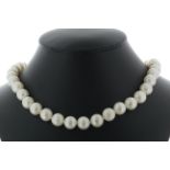 26 inch Freshwater Cultured 8.5 - 9.0mm Pearl Necklace With Gold Pated Silver Clasp - Valued By