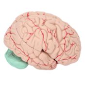 RRP £67.24 Human Anatomical Brain Model