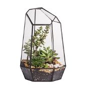 RRP £29.19 NCYP Opened Geometric Glass Terrarium for Succulent