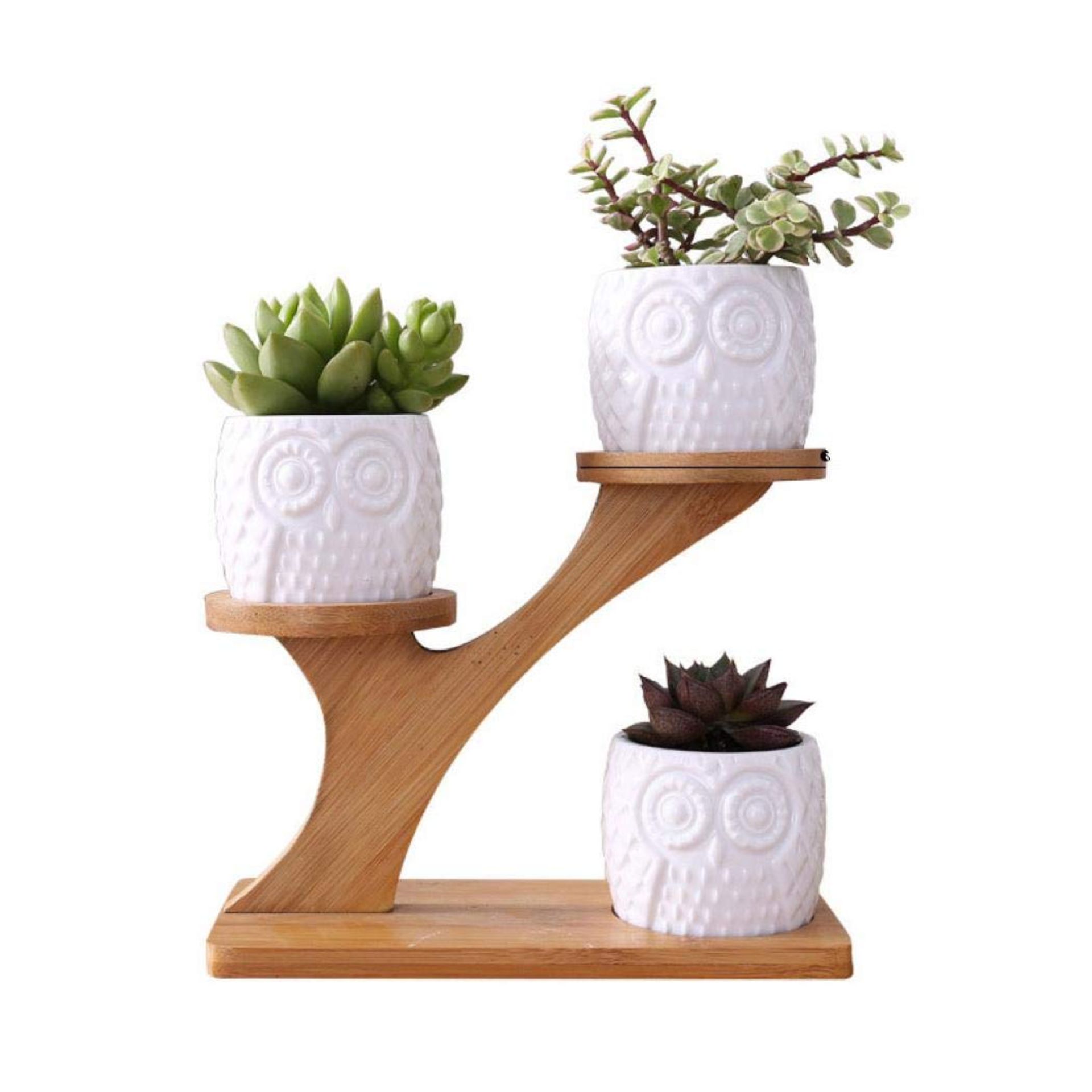 RRP £21.67 kiss me Ceramic Planter with Wood Stand