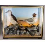 Taxidermy: a cased guillemot, ringed plover and black headed gull perched on rocks with shell,