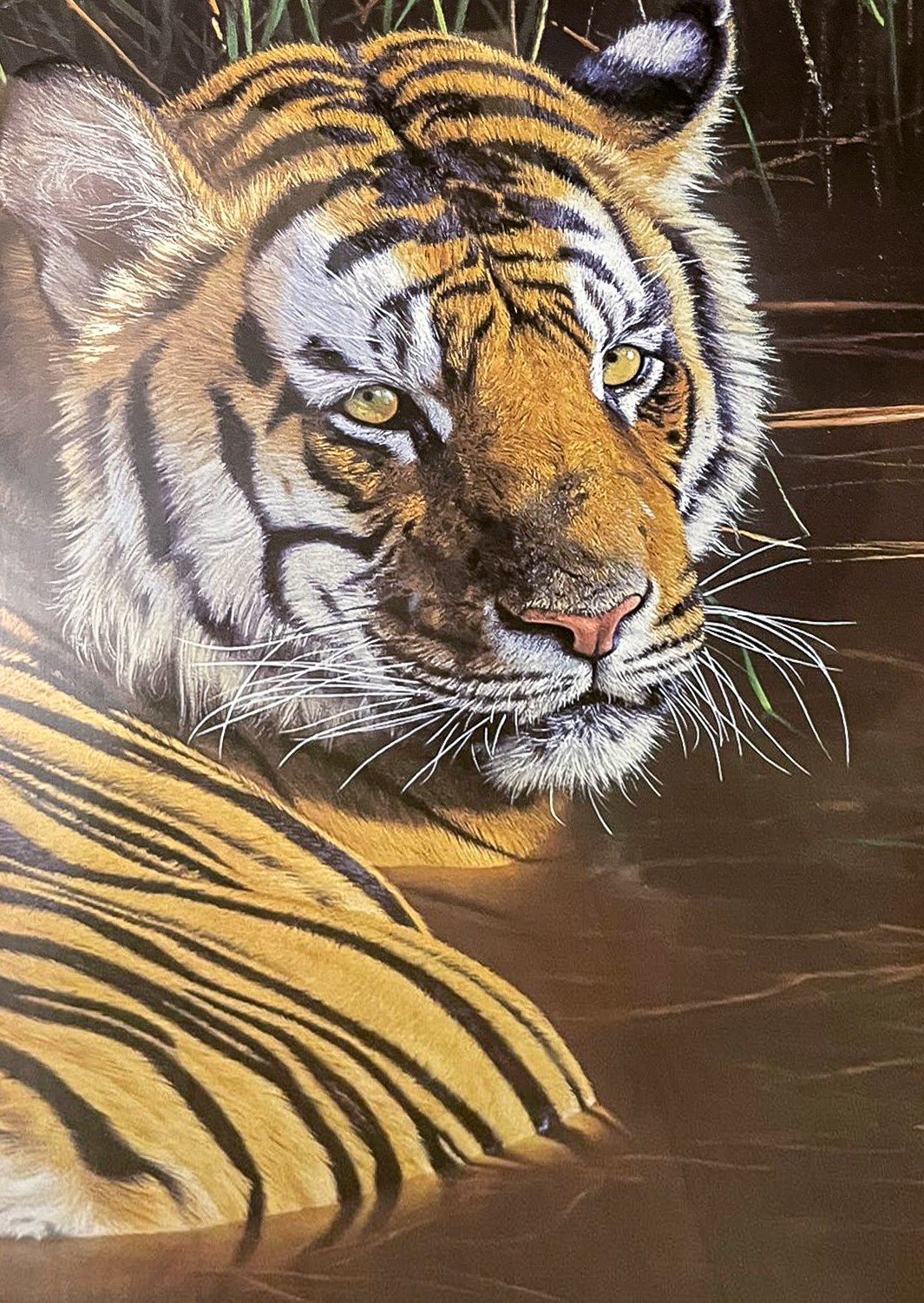 Anthony Gibbs (British, b.1951) One of the Few (Tiger) lithograph, 45 x 68cm signed in gilt pen - Image 3 of 5