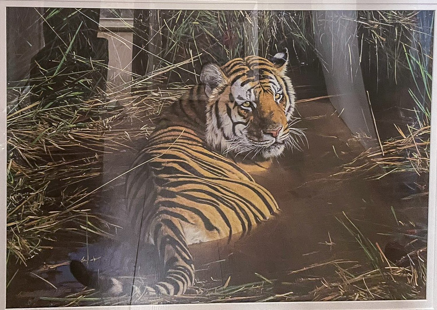 Anthony Gibbs (British, b.1951) One of the Few (Tiger) lithograph, 45 x 68cm signed in gilt pen