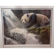 Adrian Rigby (b.1962) Panda at weir colour print, 40 x 54cm signed in pencil on the mount, framed