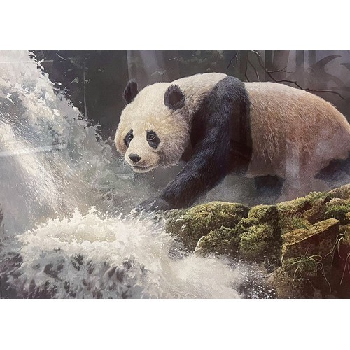 Adrian Rigby (b.1962) Panda at weir colour print, 40 x 54cm signed in pencil on the mount, framed - Image 3 of 5