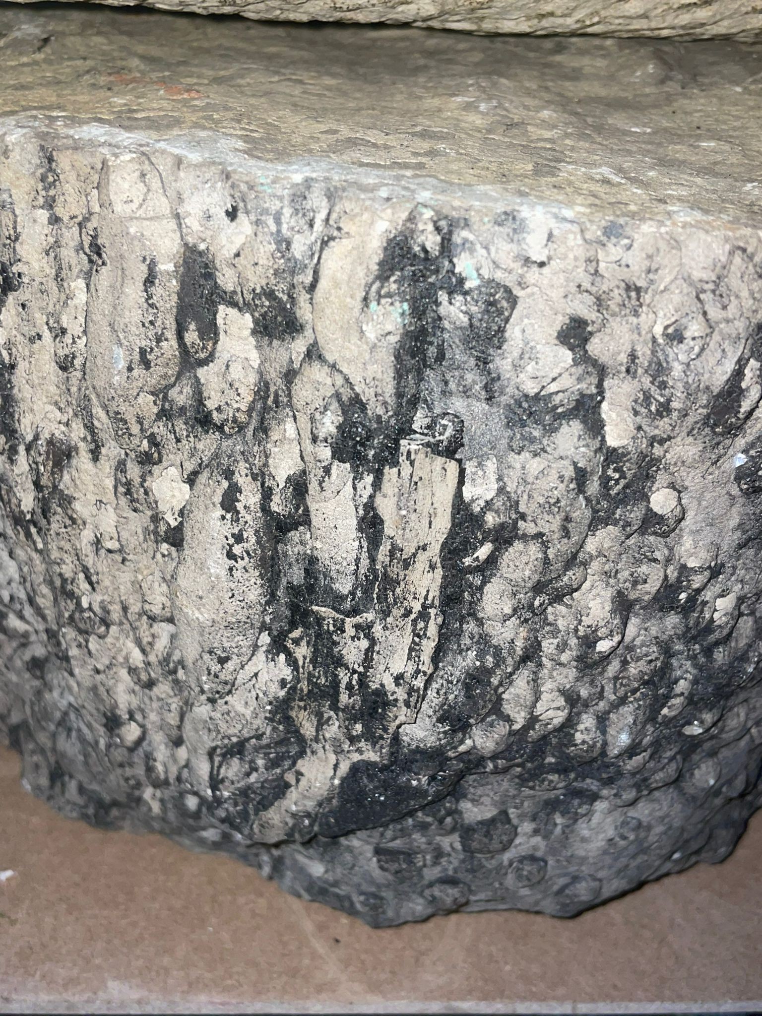 A fossil section of tree trunk approx. 15 inches across, with a fossilized branch section approx. 14