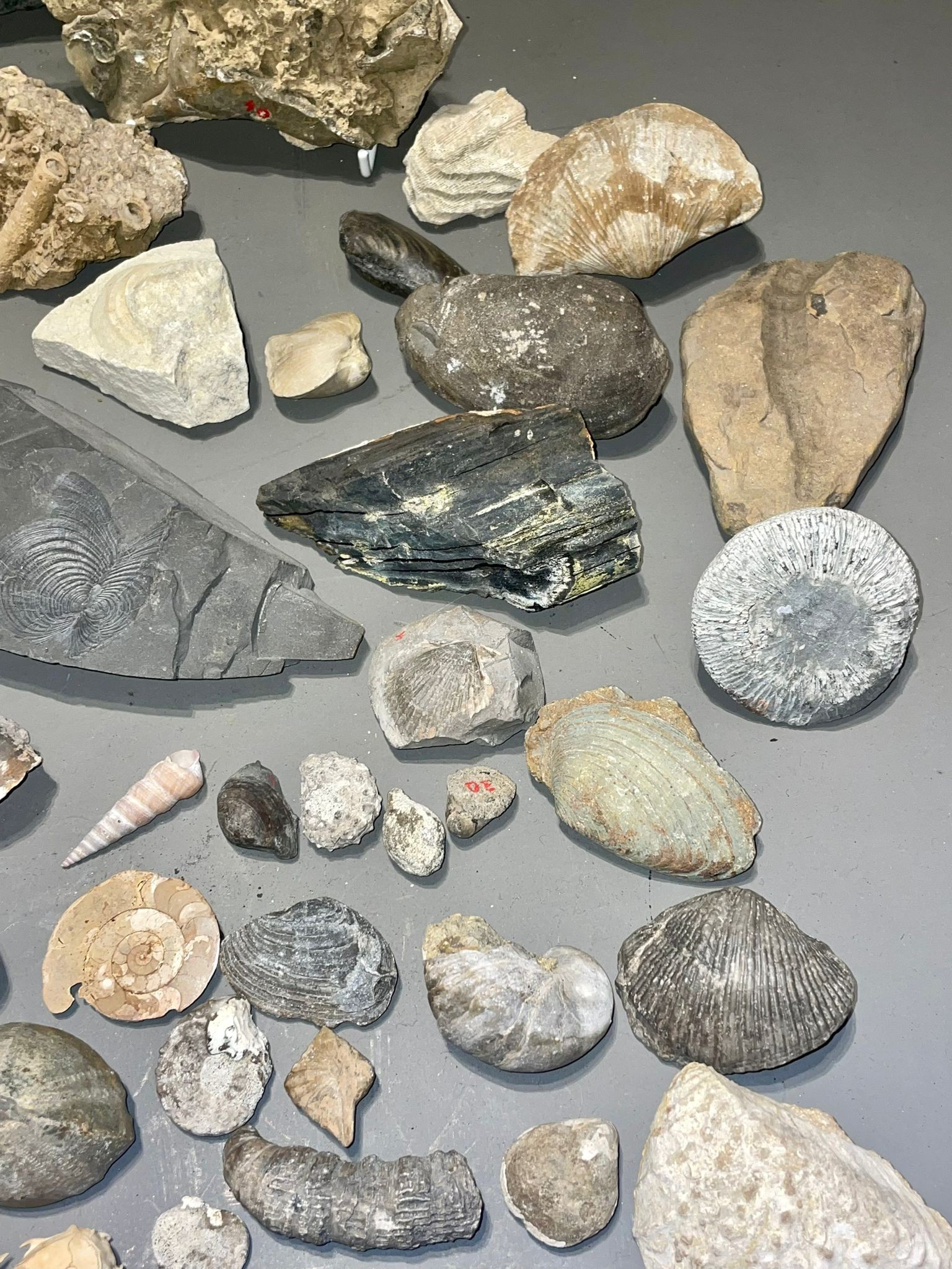 One tray of fossils to include ammonites - Image 7 of 10