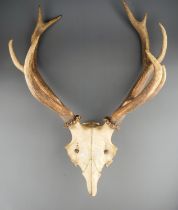 A large set of stag antlers with skull cap, 9 point (5 and 4)